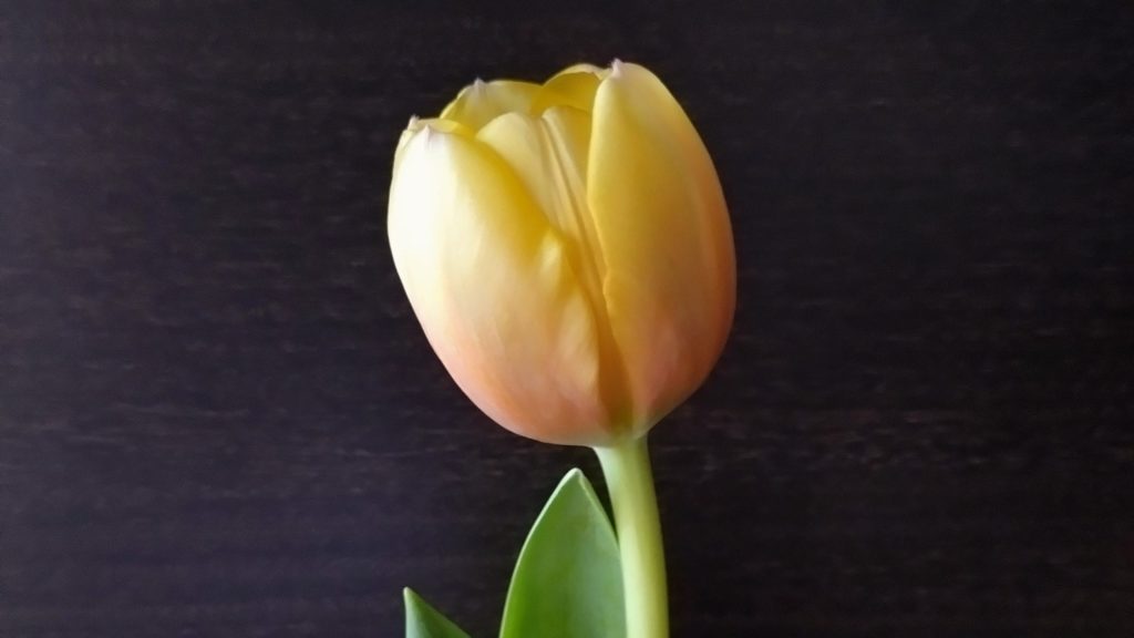 チューリップ-夕方