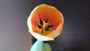 チューリップ-昼間