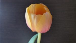 チューリップ-朝