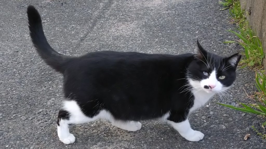 山口県長門市仙崎町南祗園のネコ