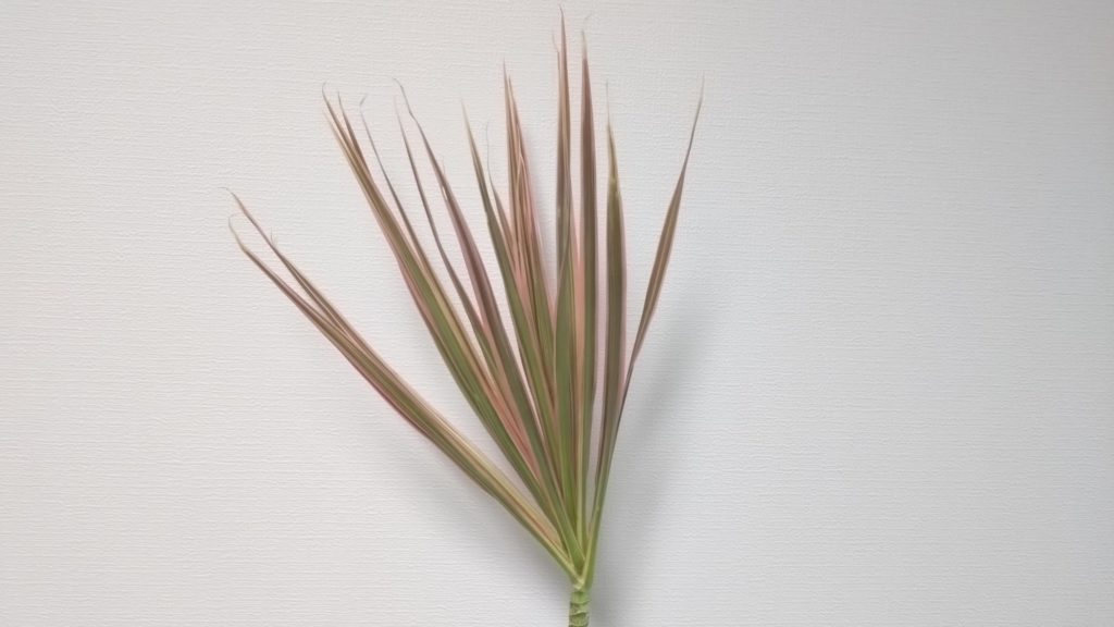 ドラセナレインボー