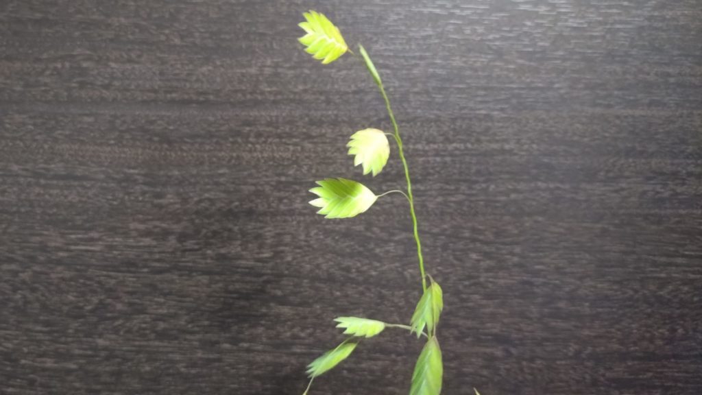 カスマンティウム