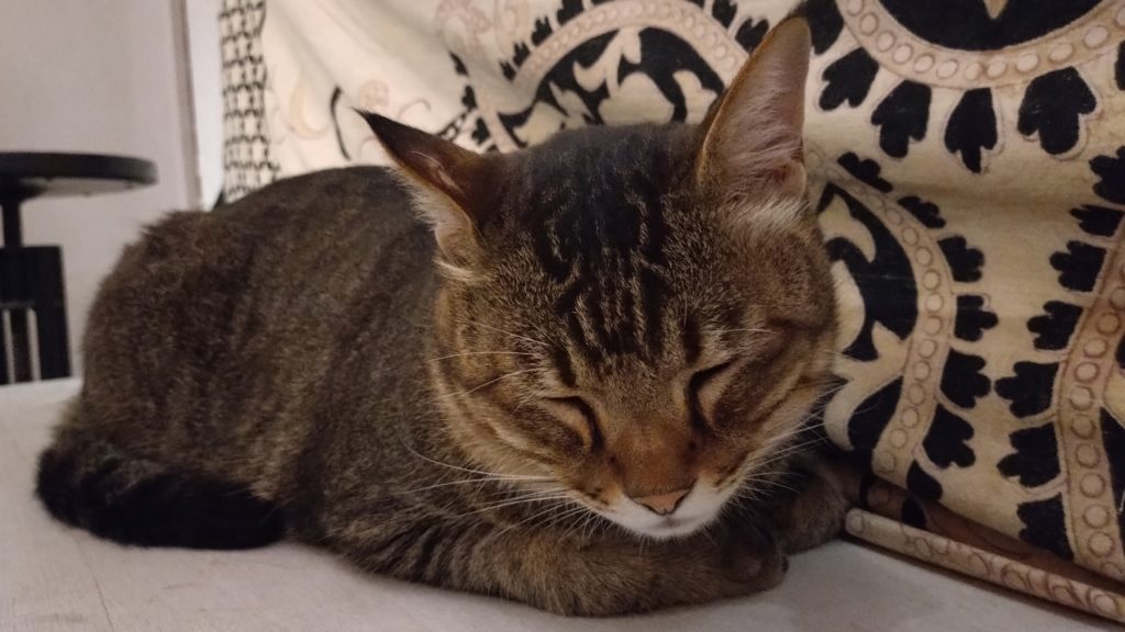 コモエス今泉-ネコ