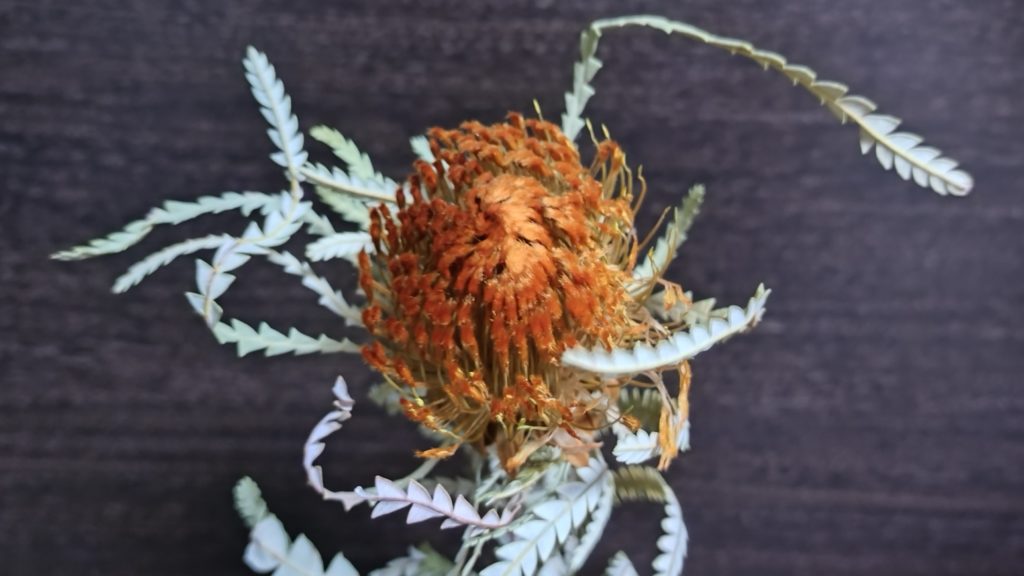 ドライアンドラ-フォルモーサ