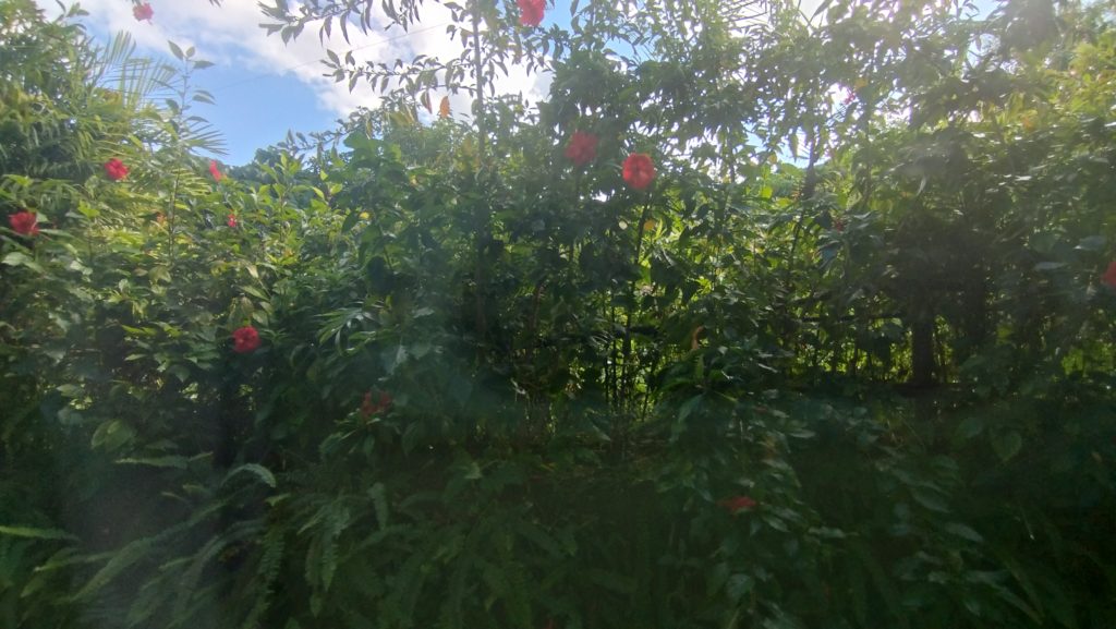 コチンダホテル-景色