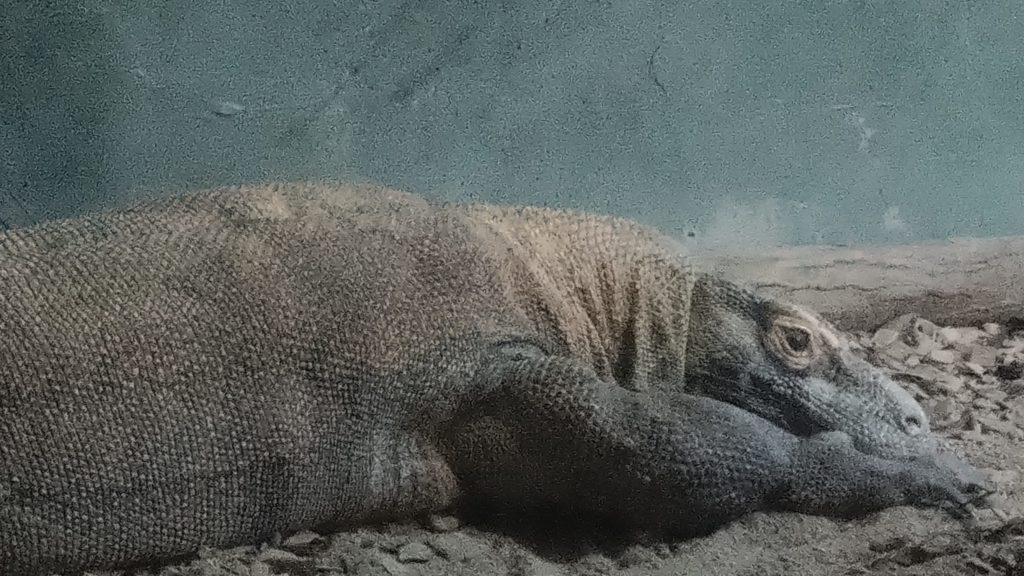 コモドオオトカゲ-東山動物園