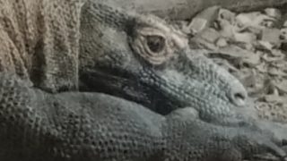 海老カレーパン