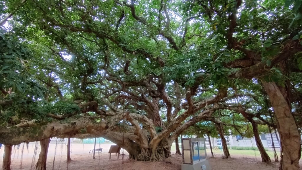 国頭小学校のガジュマル