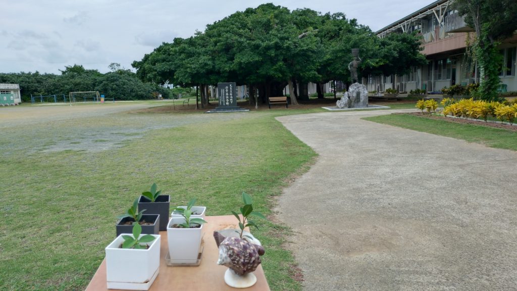 日本一のガジュマル