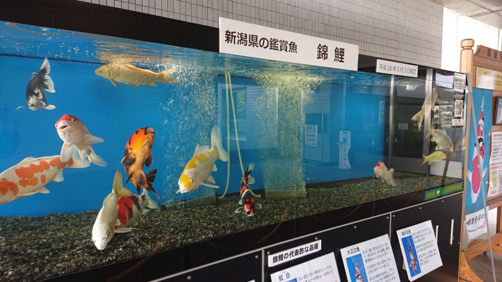 新潟県庁-観賞魚